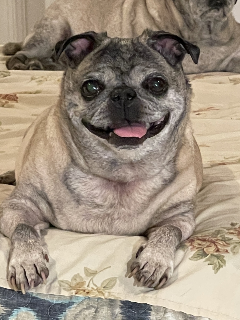 Vote For Bella 2022 Mid Atlantic Pug Rescue Calendar Contest   Size4 313620 