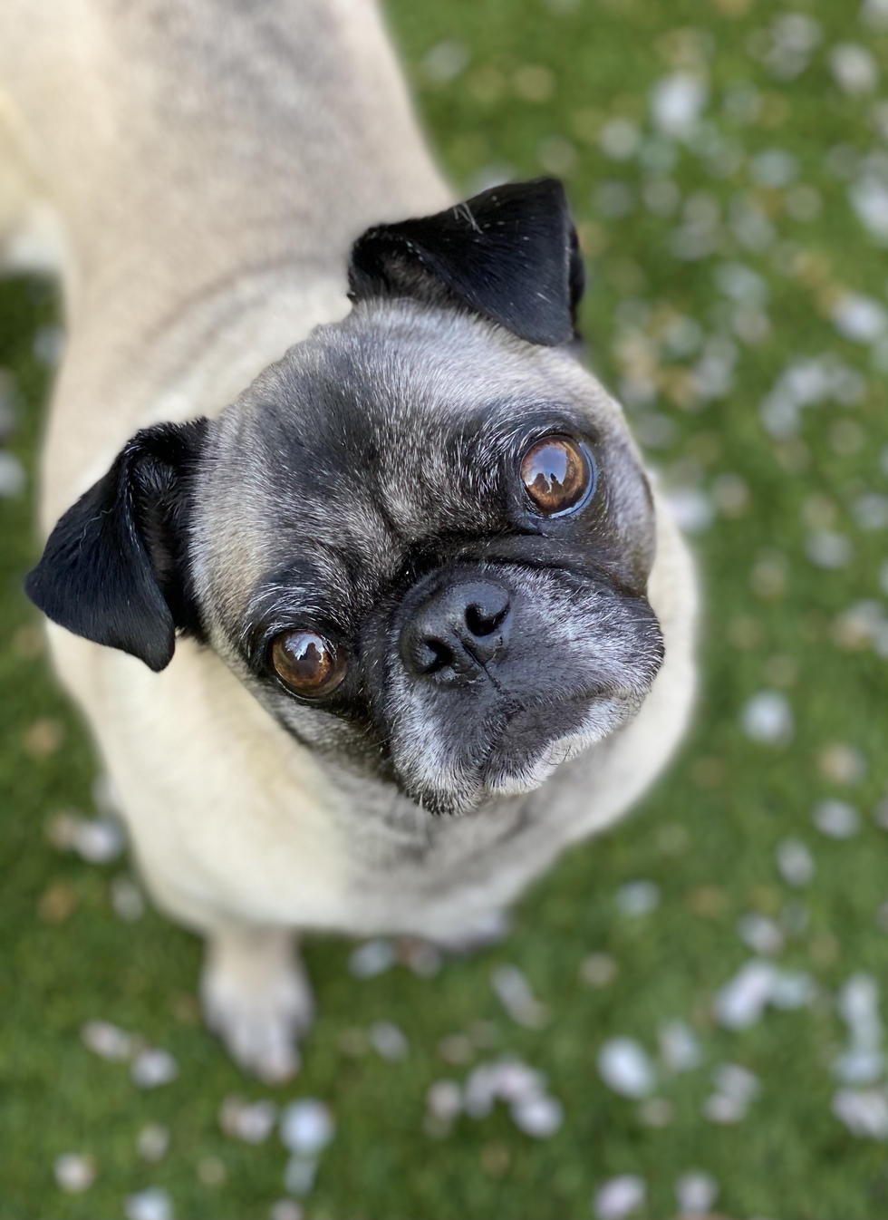 Vote For Maggie 2022 Mid Atlantic Pug Rescue Calendar Contest   Size4 313719 