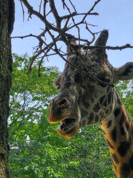 Giraffe/Giraffic Park