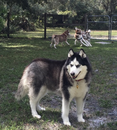 T'Kaya (forefront) Twyla. Cesar (reds) and Simba (gray)