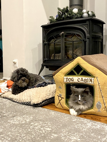 Merlin (and Whoopsie Daisy) 