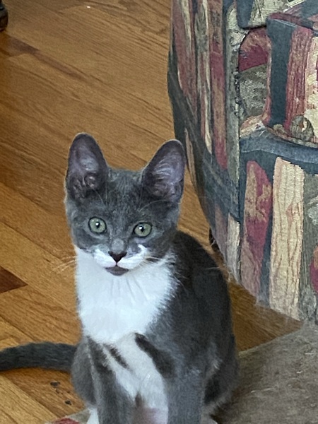 Stella