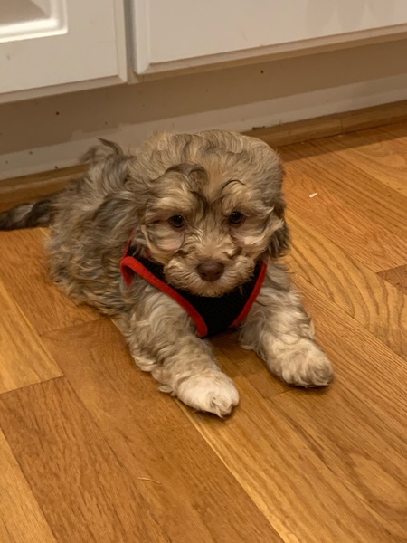 Coco