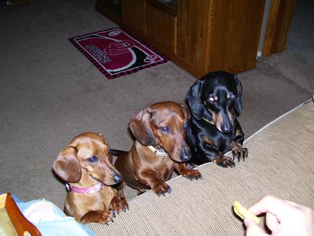 Sadie Bell, Bandit and Trigger