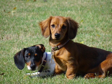 Sophie and Sadie