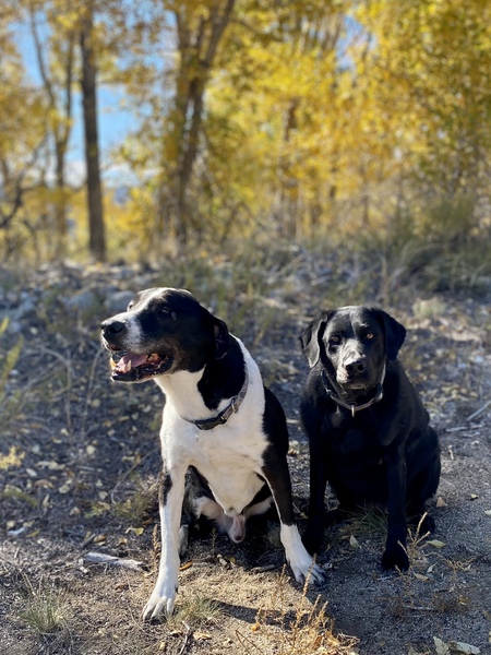 Gunner & Daisy