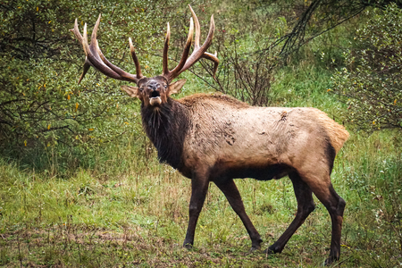 Elk Expo Patch Entry #7