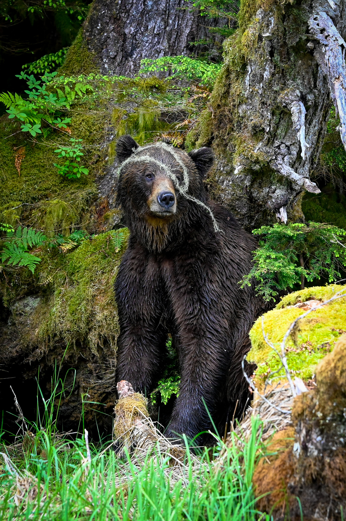 BC SPCA | Wildlife-in-Focus