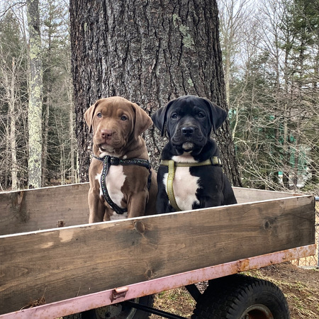 Ruby & Franky, littermates