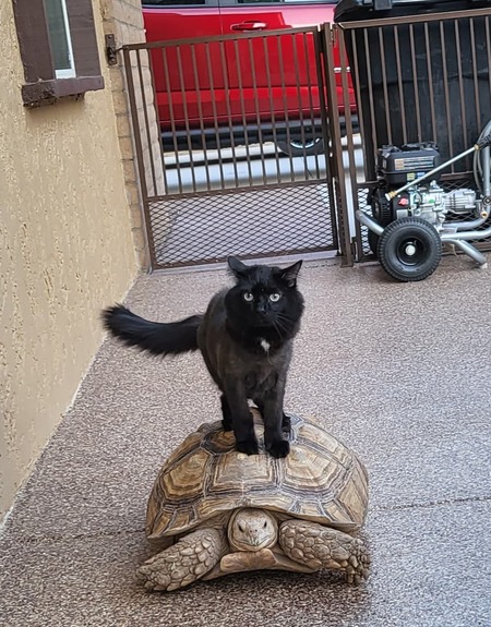 Leo and a free-loader going along for a ride.