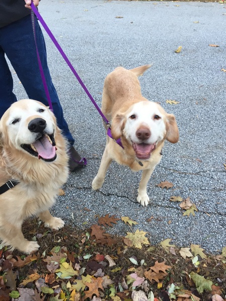 Bandit and Schmoo (on Schmoo's adoption day)