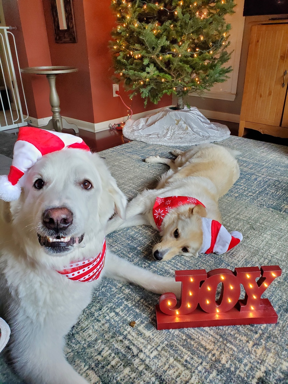 vote-for-hazel-and-finn-2023-texas-great-pyrenees-calendar-contest