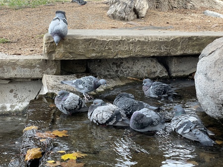 Wild Pigeons