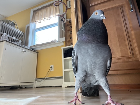 Spy Pigeon