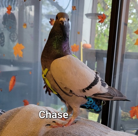 Chase