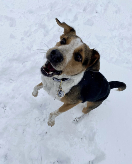 Daisy 