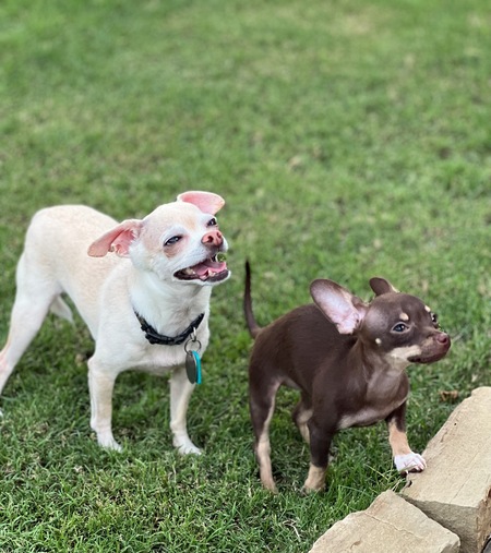 Brewster and Willow