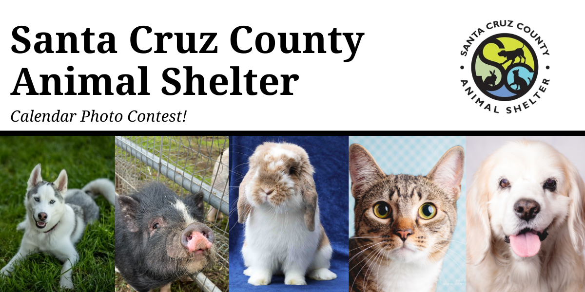 Rules Santa Cruz County Animal Shelter Santa Cruz County