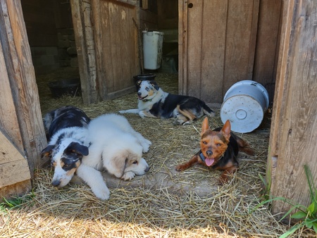 Briggs, Enzo, Finn and Gretta