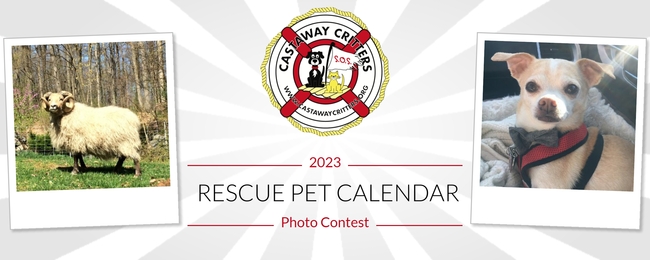 Castaway Critters | 2023 Rescue Pet Calendar Photo Contest