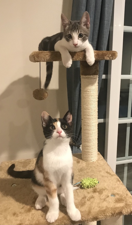 Belle ( calico) and Beau (grey/white) siblings 