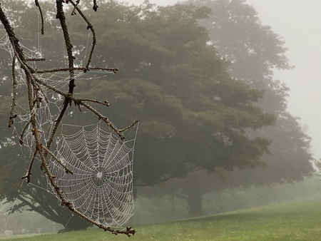 Spider Web in the Fog