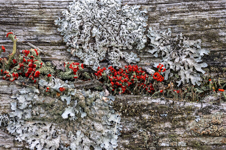 Liking Lichen