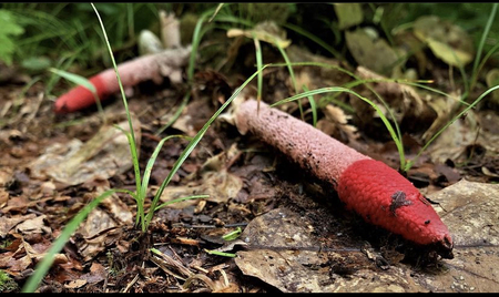 Forest Floor Fungi