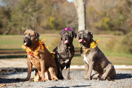 Bruce (male left) Rey (female center) Boba (male right) 