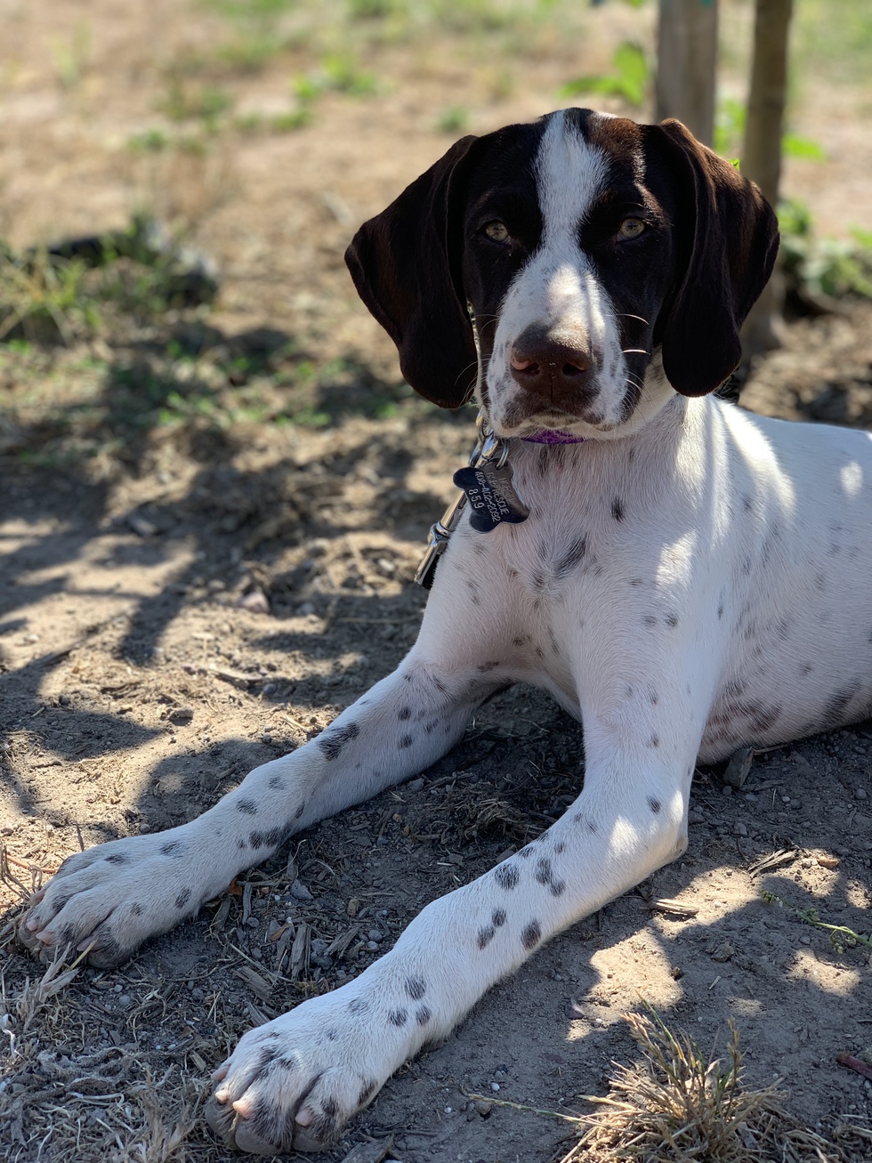 Vote for Taylor | NorCal German Shorthaired Pointer Rescue Calendar ...