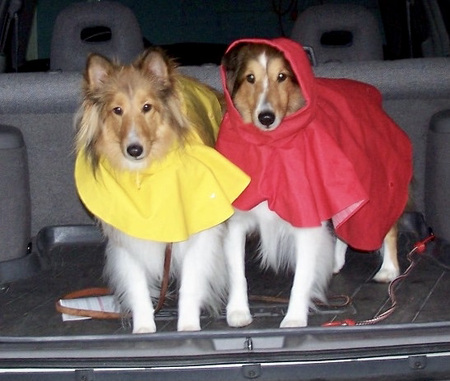 Shelties