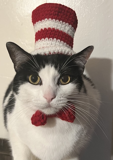 Oreo The Cat In The Hat