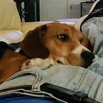 Ollie McBeagle