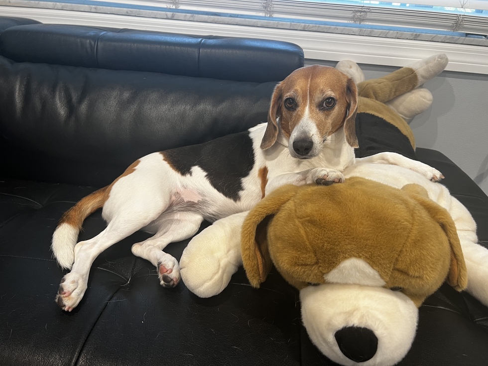 Vote for Bella | 2023 Tampa Bay Beagle Rescue Calendar Contest