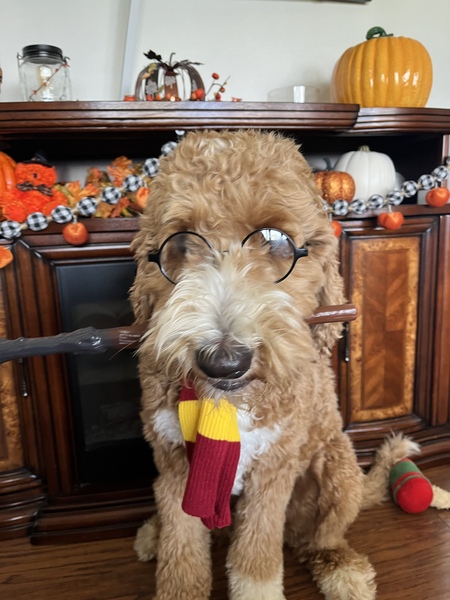 Cooper as Harry Potter