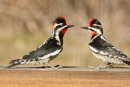 2 Red-napped Sapsuckers square of to decide who wins the female