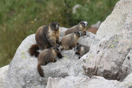 Mama Marmot and Pups