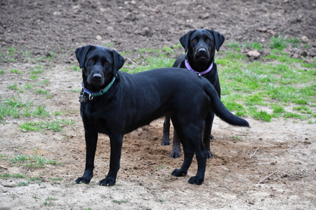 Rosie and Luna