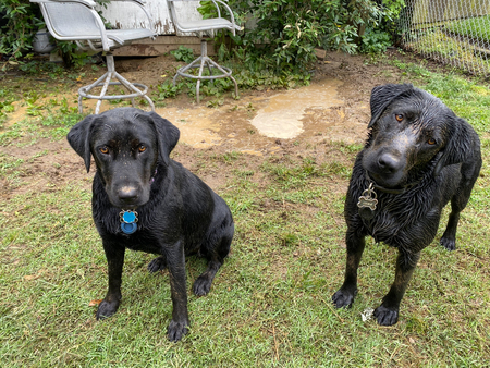 Rosie and Luna