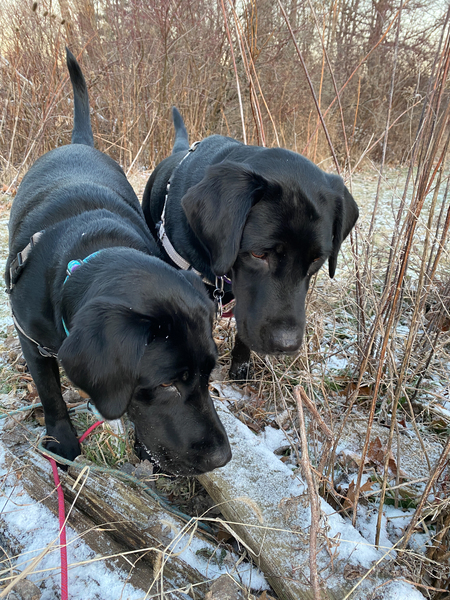 Rosie and Luna