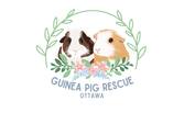 Guinea Pig Rescue Ottawa