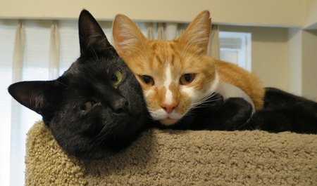 Mani the orange one (formerly Manatee) and Wally the black one(formerly Walrus)