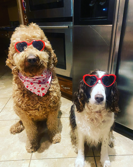 Ollie the doodle and Bombay the springer spaniel 