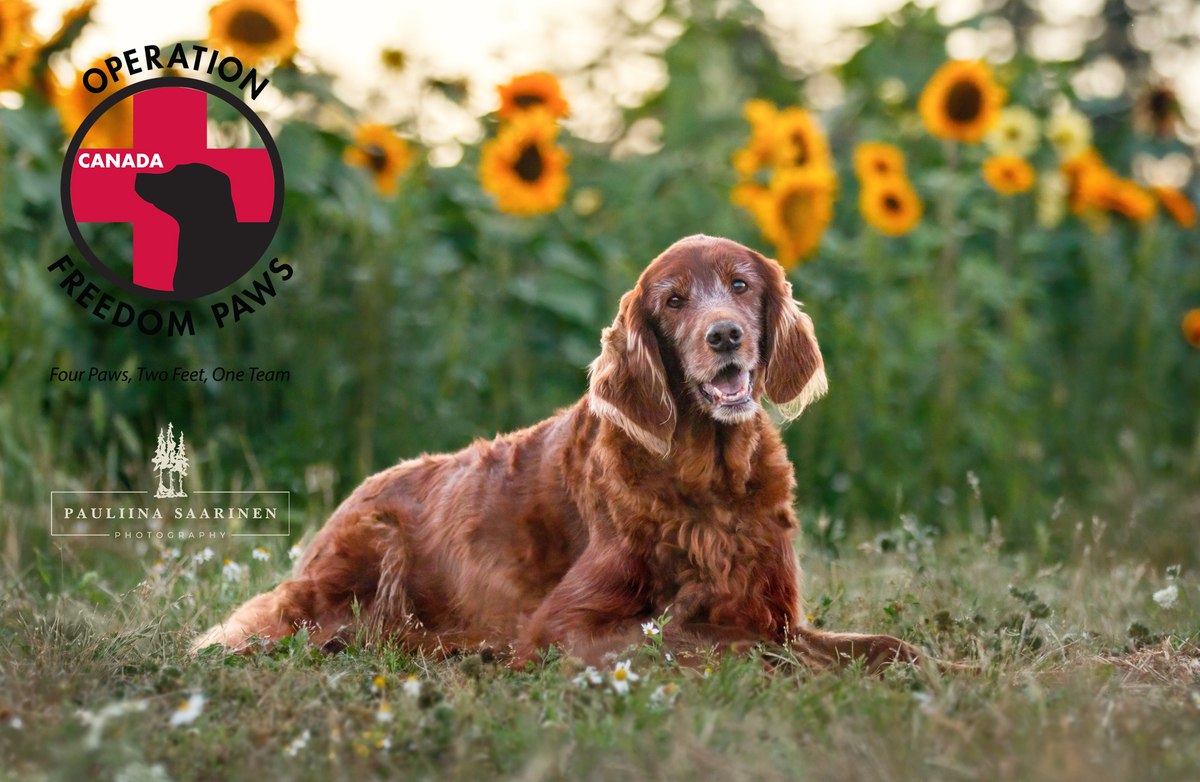 Operation Freedom Paws Canada Vancouver Island Dogs 2024 Calendar Contest   FBShare 27 