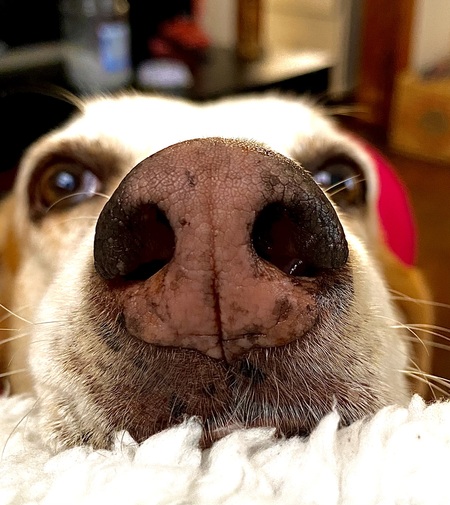 Missy