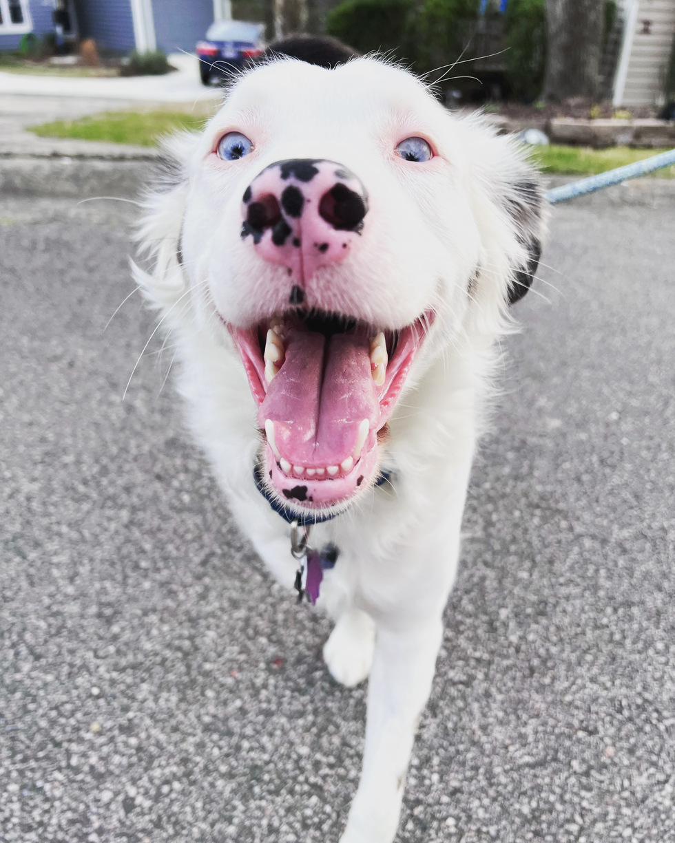 Vote For Lachlan The 2024 Triangle Dog Of The Year Calendar Contest   Size4 417382 1 