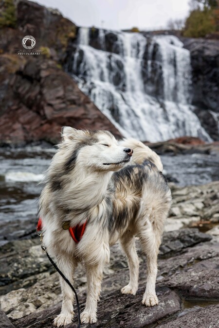 Memphis (ChiotsNordiques)