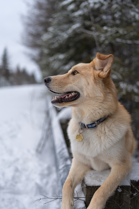 Ekoni (ChiotsNordiques)