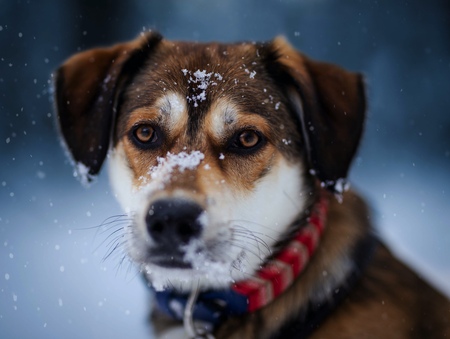 Kyubi (Chiots Nordiques)