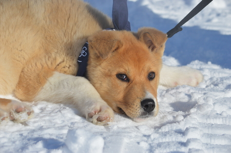 Nahele (Chiots Nordiques)